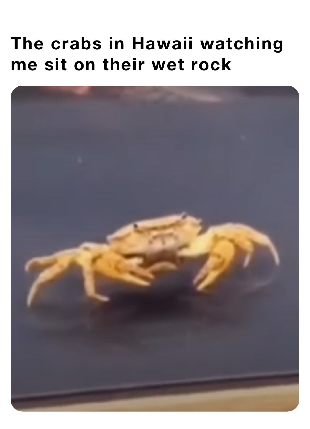 The crabs in Hawaii watching me sit on their wet rock