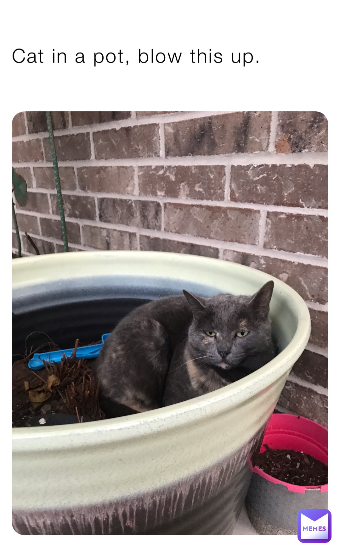 Cat in a pot, blow this up.