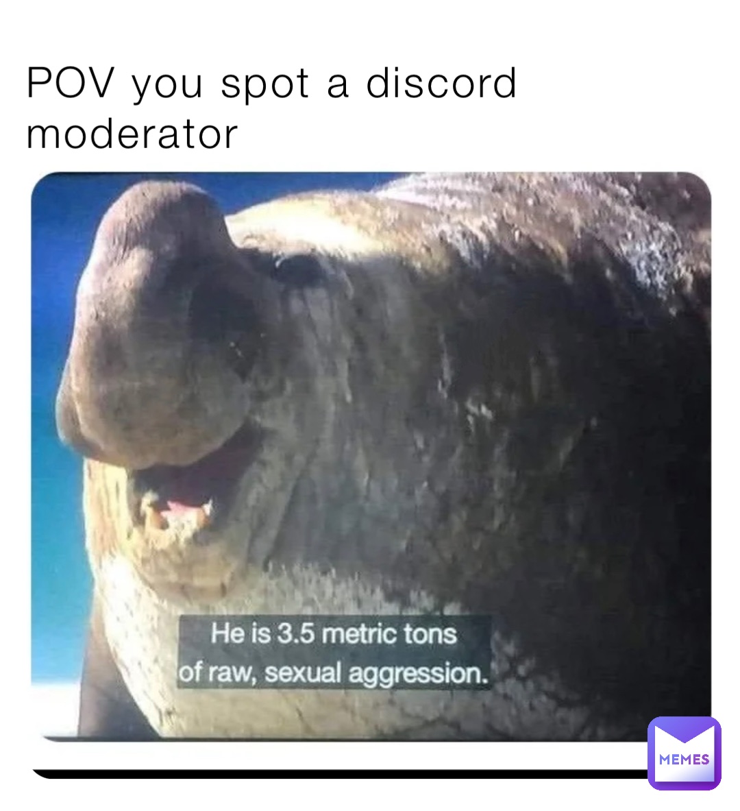 POV you spot a discord moderator