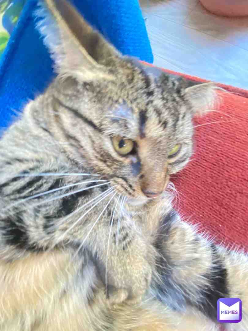 Kitteeeeeee!!! #thebrotherhood