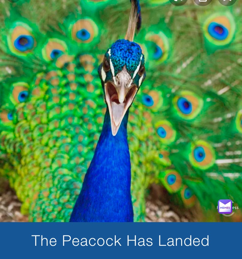 The Peacock Has Landed