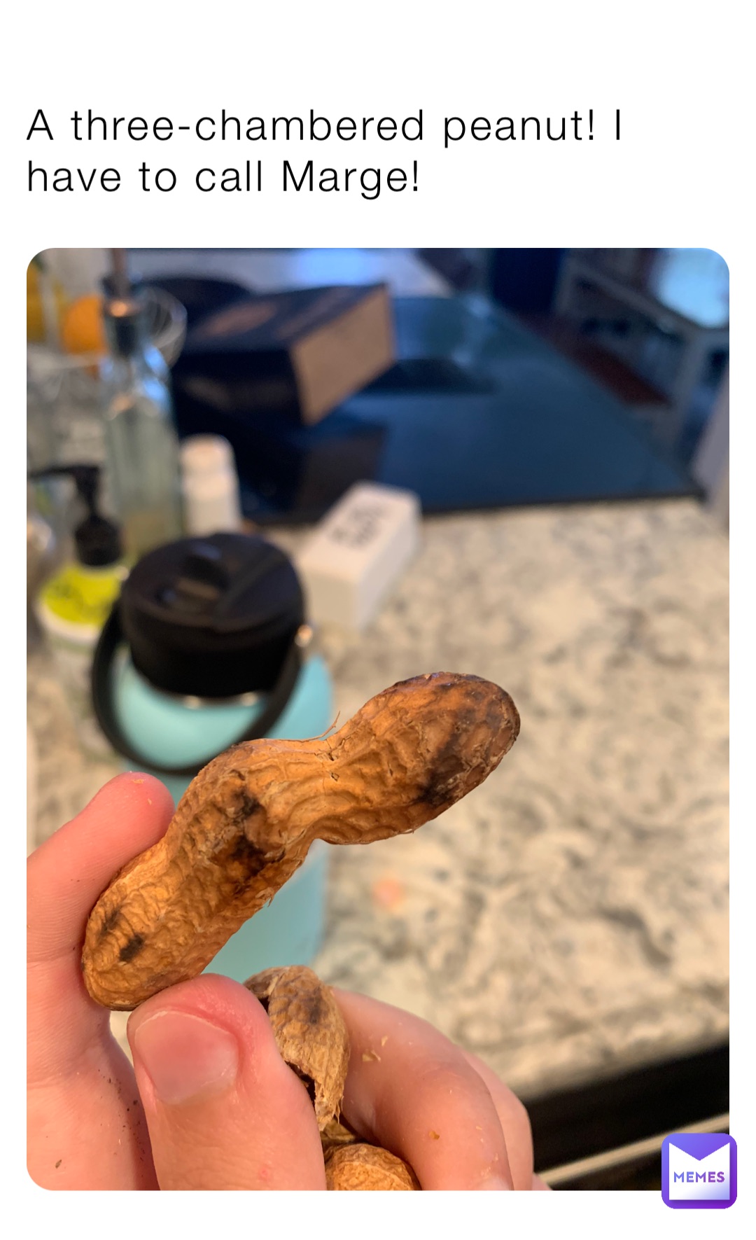 A three-chambered peanut! I have to call Marge!