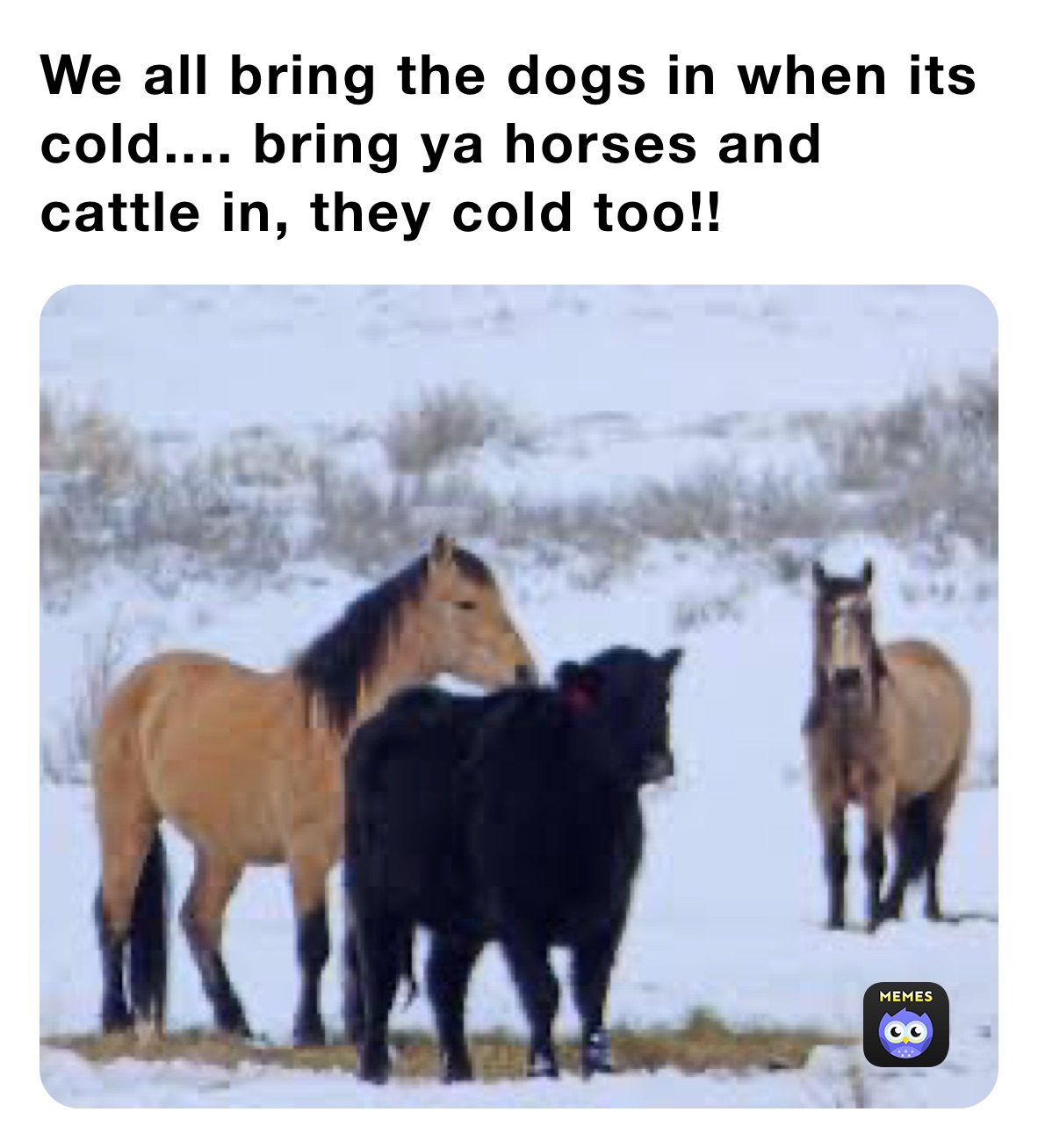 We all bring the dogs in when its cold.... bring ya horses and cattle in, they cold too!!  