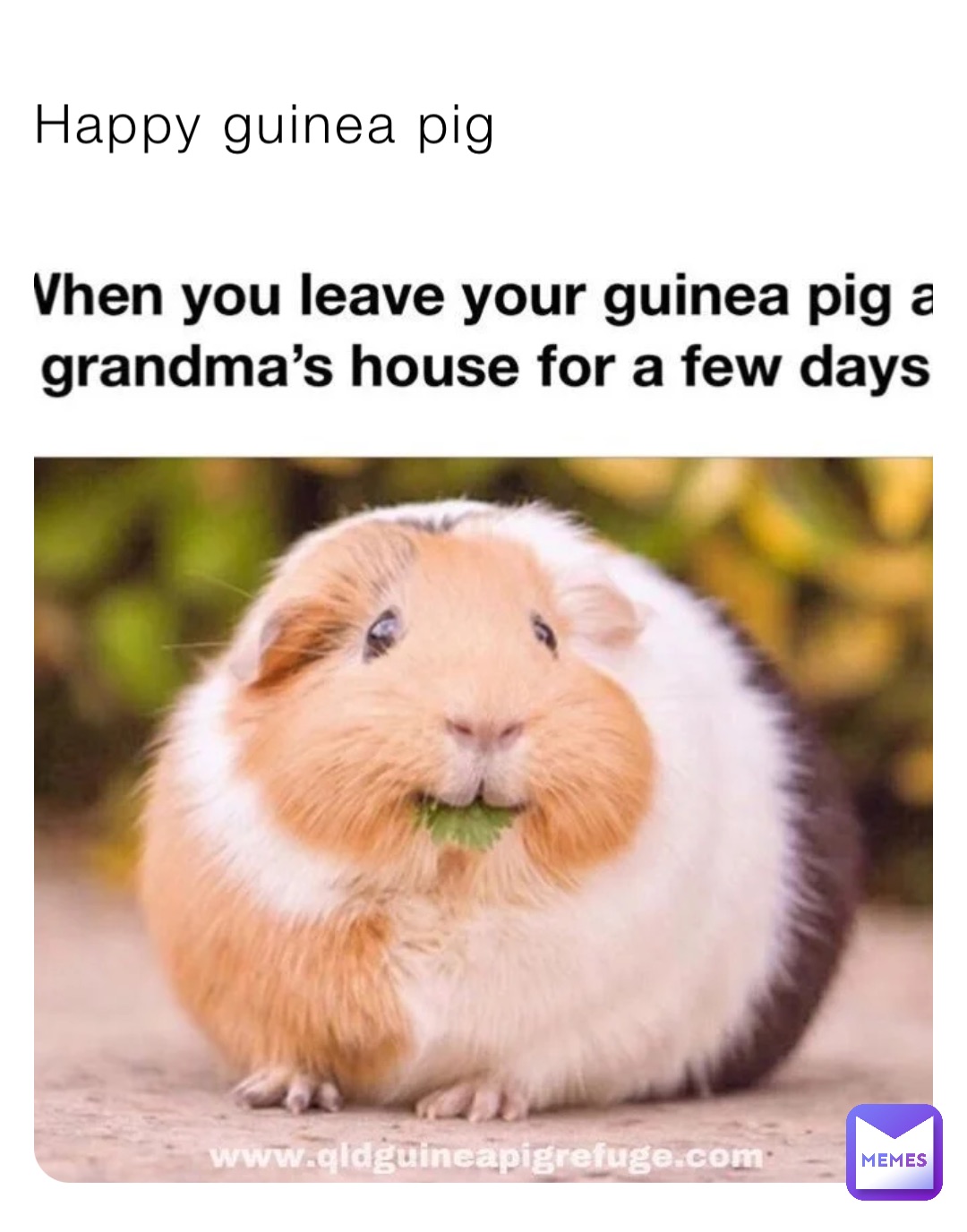 Happy guinea pig