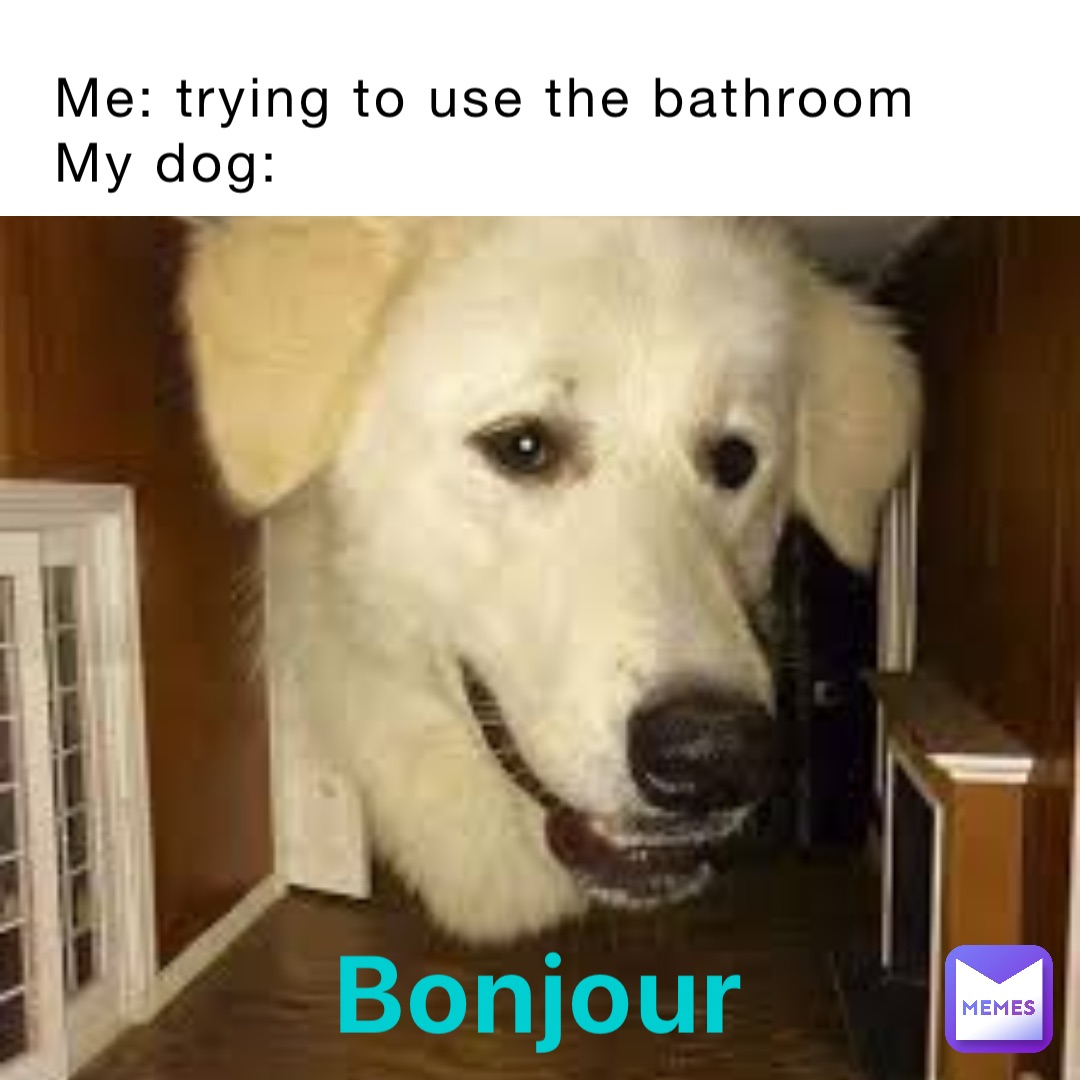 Me: trying to use the bathroom
My dog: Bonjour