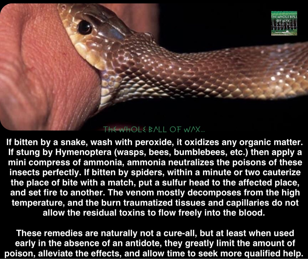 Double tap to edit If bitten by a snake, wash with peroxide, it oxidizes any organic matter. If stung by Hymenoptera (wasps, bees, bumblebees, etc.) then apply a mini compress of ammonia, ammonia neutralizes the poisons of these insects perfectly. If bitten by spiders, within a minute or two cauterize the place of bite with a match, put a sulfur head to the affected place, and set fire to another. The venom mostly decomposes from the high temperature, and the burn traumatized tissues and capillaries do not allow the residual toxins to flow freely into the blood.

These remedies are naturally not a cure-all, but at least when used early in the absence of an antidote, they greatly limit the amount of poison, alleviate the effects, and allow time to seek more qualified help.