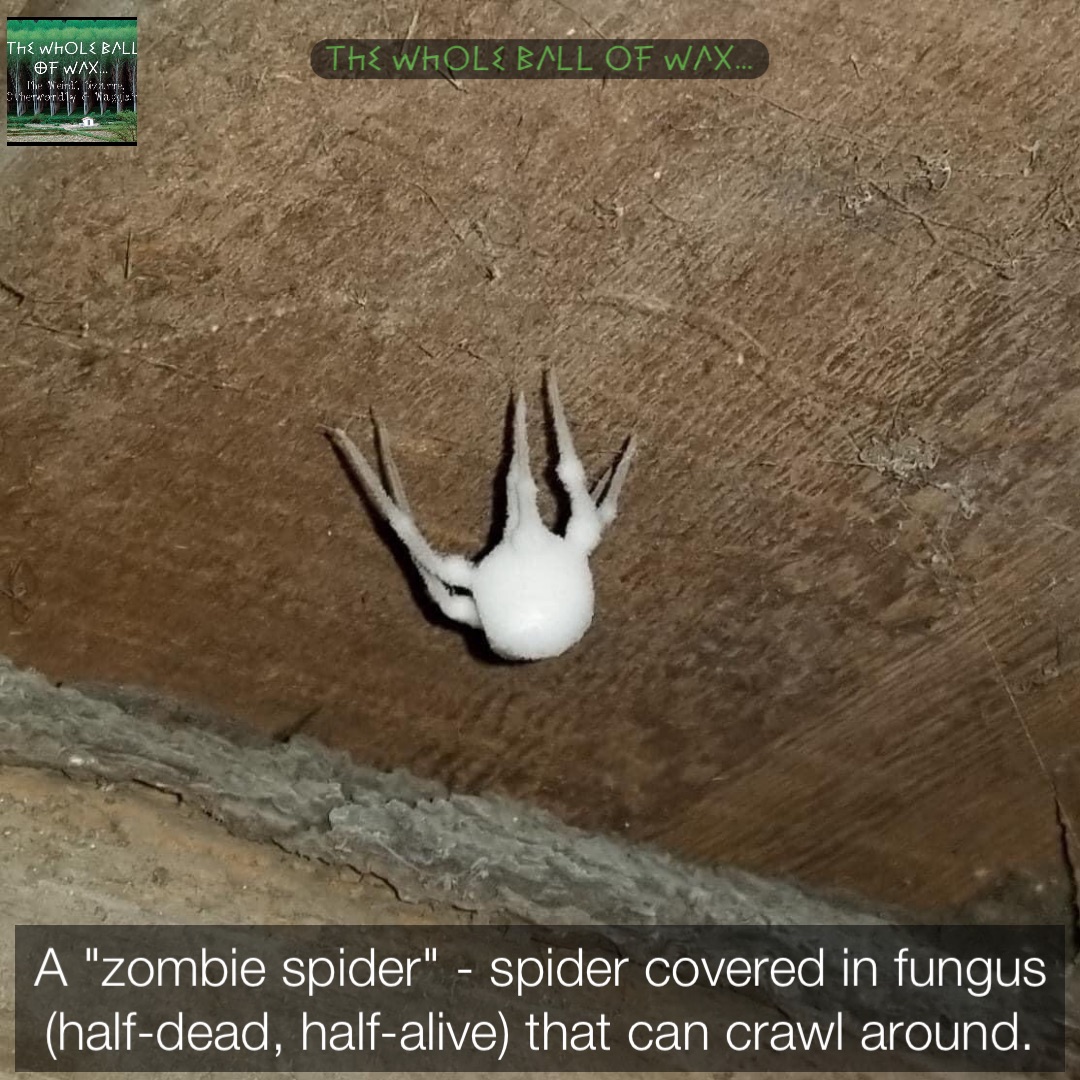 A "zombie spider" spider covered in fungus (halfdead, halfalive