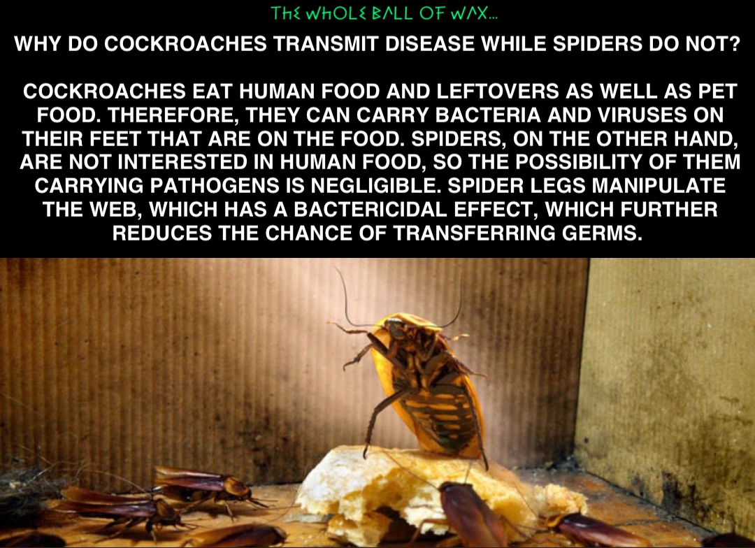 double-tap-to-edit-why-do-cockroaches-transmit-disease-while-spiders-do