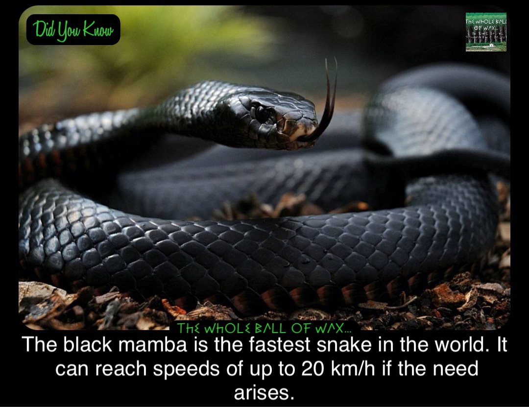 Double tap to edit The black mamba is the fastest snake in the world. It can reach speeds of up to 20 km/h if the need arises.