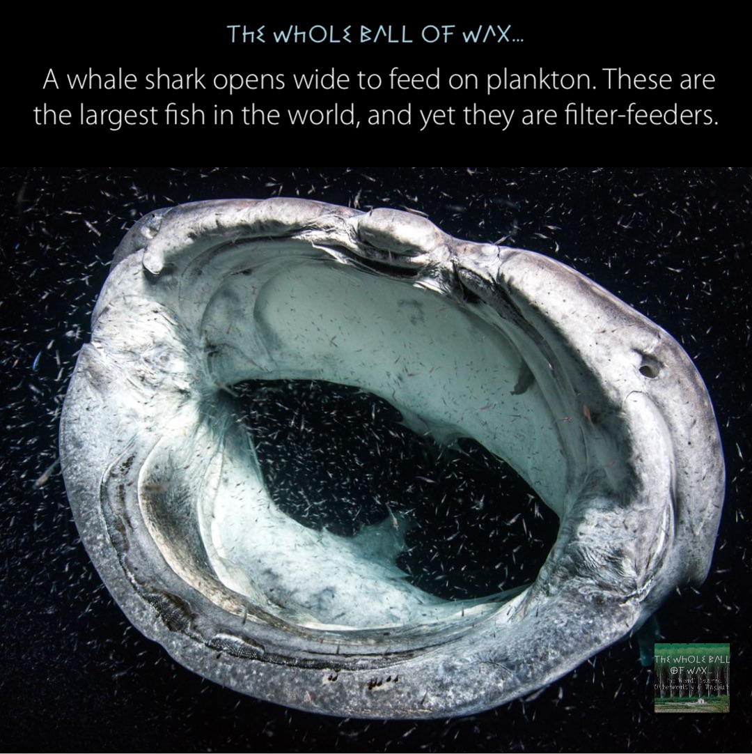 Double tap to edit A whale shark opens wide to feed on plankton. These are the largest fish in the world, and yet they are filter-feeders.