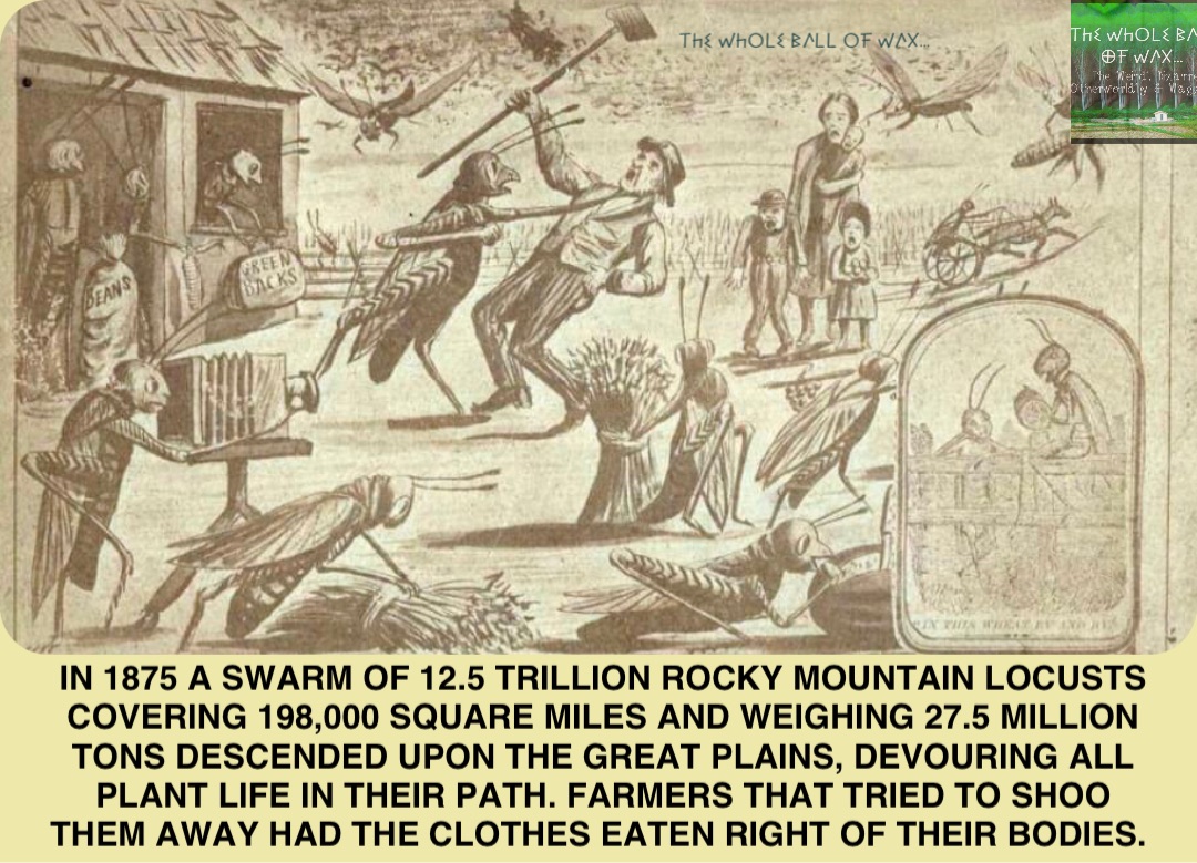 Double tap to edit In 1875 a swarm of 12.5 trillion Rocky Mountain locusts covering 198,000 square miles and weighing 27.5 million tons descended upon the Great Plains, devouring all plant life in their path. Farmers that tried to shoo them away had the clothes eaten right of their bodies.