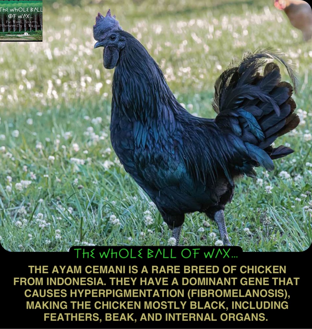 Double tap to edit The Ayam Cemani is a rare breed of chicken from Indonesia. They have a dominant gene that causes hyperpigmentation (fibromelanosis), making the chicken mostly black, including feathers, beak, and internal organs.