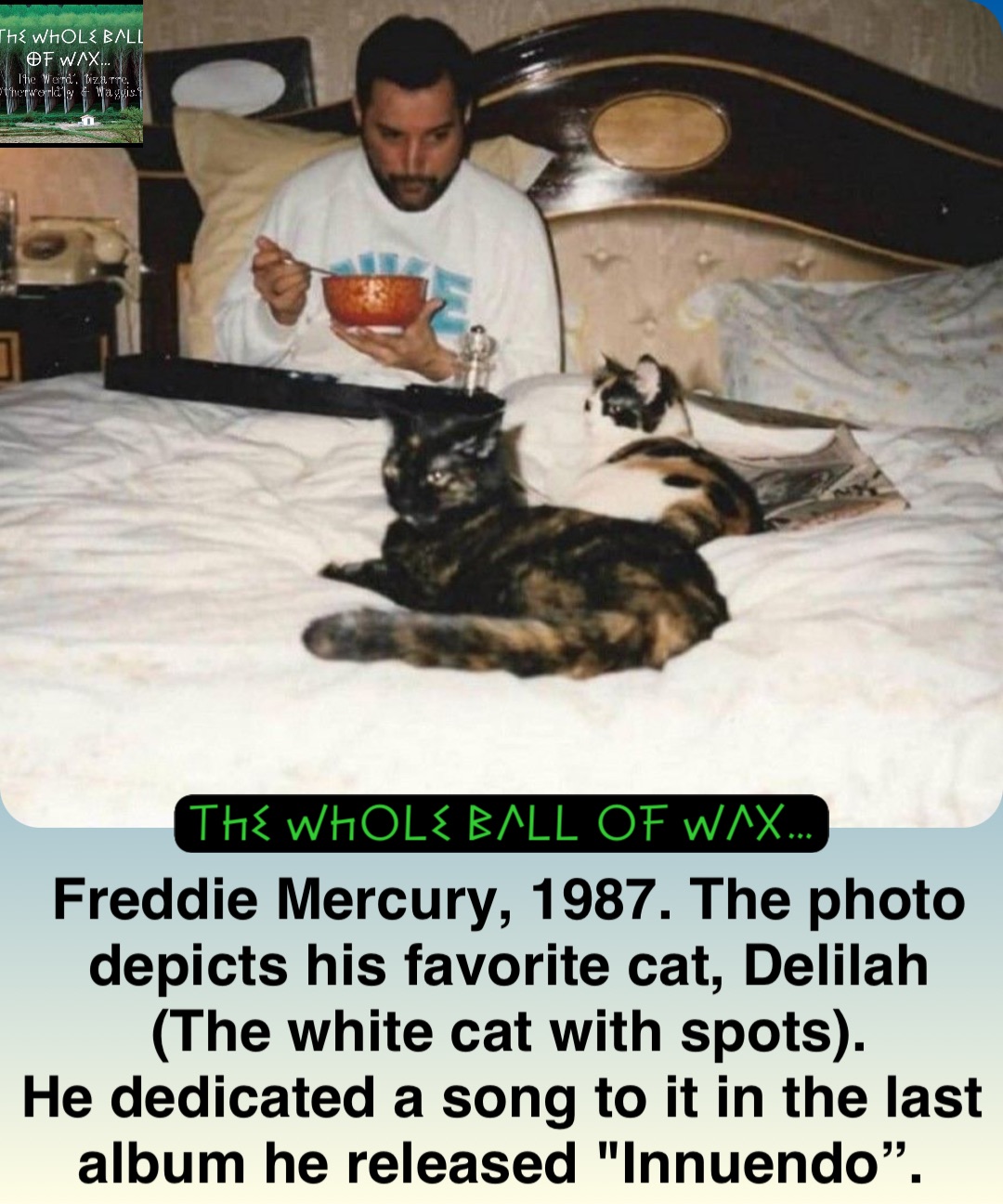 Double tap to edit Freddie Mercury, 1987. The photo depicts his favorite cat, Delilah (The white cat with spots). 
He dedicated a song to it in the last album he released "Innuendo”.