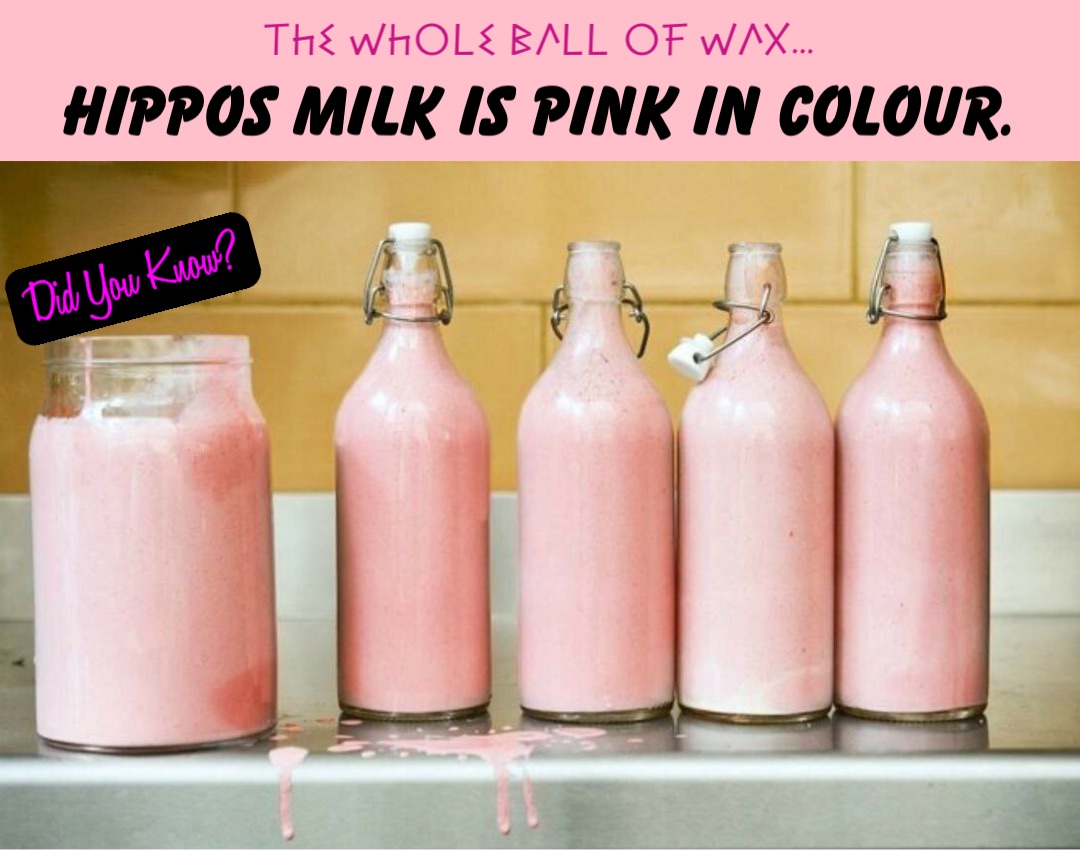 Double tap to edit Hippos milk is pink in colour.