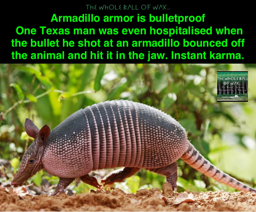 Double tap to edit Armadillo armor is bulletproof
One Texas man was even hospitalised when the bullet he shot at an armadillo bounced off the animal and hit it in the jaw. Instant karma.