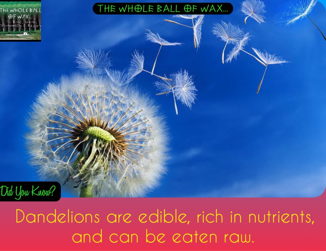 Dandelions are edible, rich in nutrients, and can be eaten raw ...