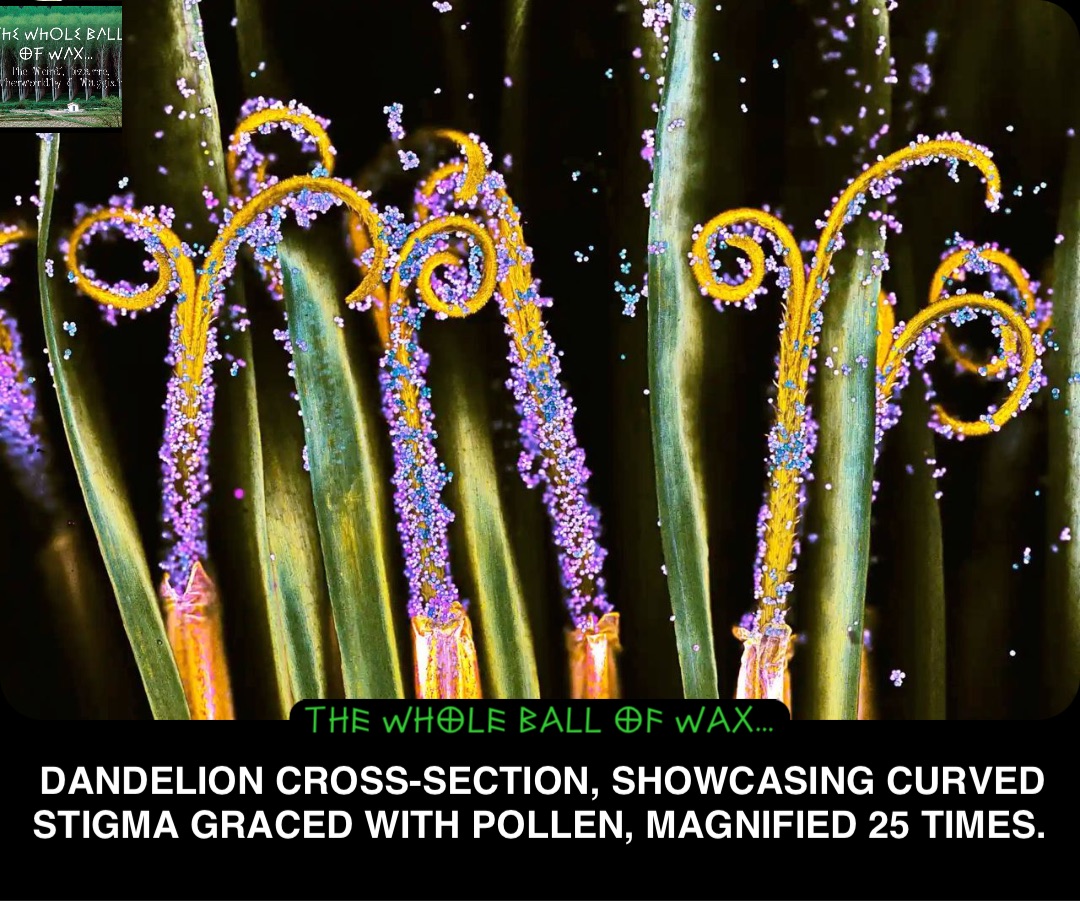 Double tap to edit Dandelion cross-section, showcasing curved stigma graced with pollen, magnified 25 times.