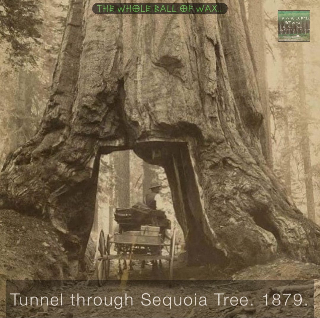 Tunnel through Sequoia Tree. 1879.