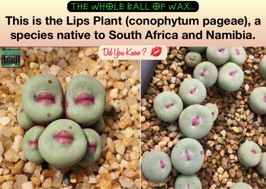 This is the Lips Plant (conophytum pageae), a species native to South Africa and Namibia.