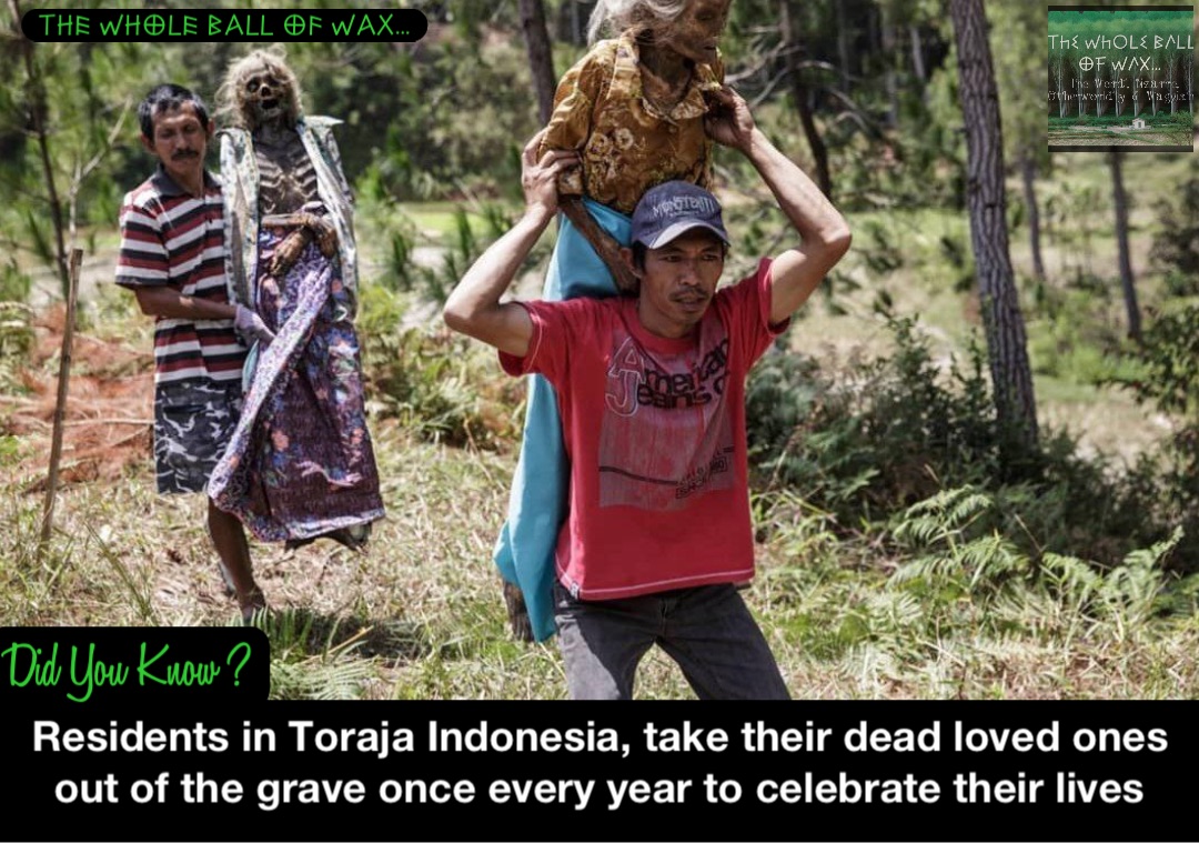 Residents in Toraja Indonesia, take their dead loved ones out of the grave once every year to celebrate their lives