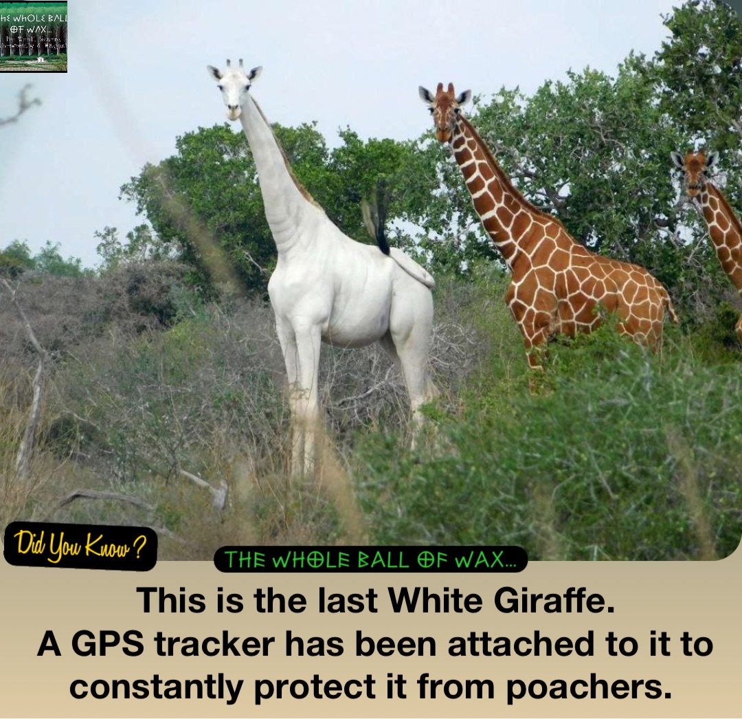This is the last White Giraffe. 
A GPS tracker has been attached to it to constantly protect it from poachers.
