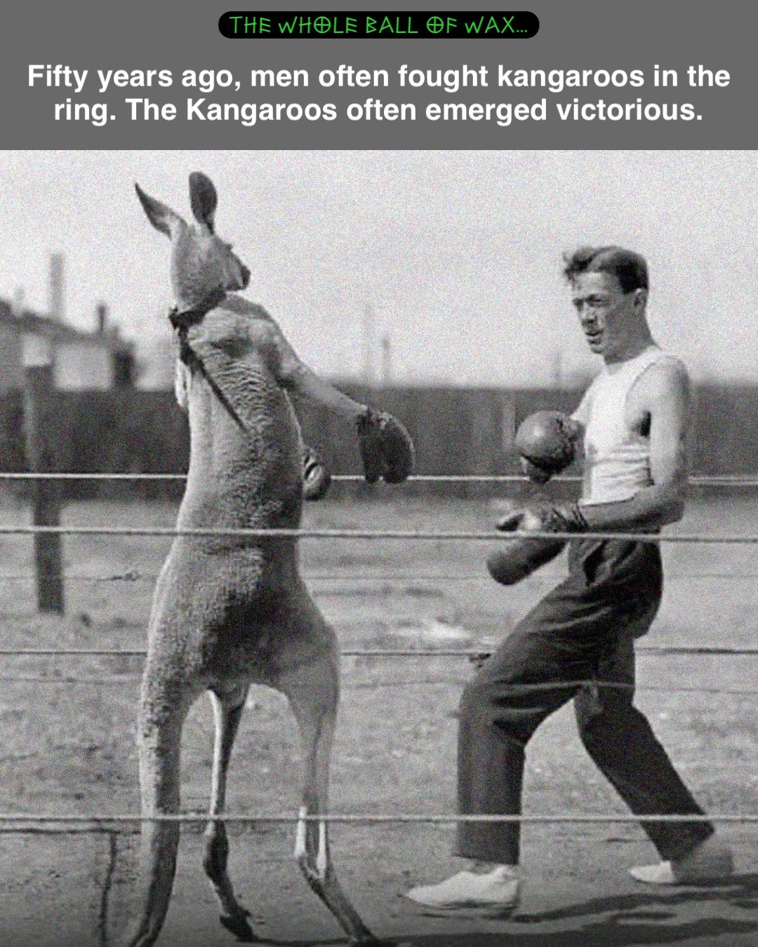 Fifty years ago, men often fought kangaroos in the ring. The Kangaroos often emerged victorious.