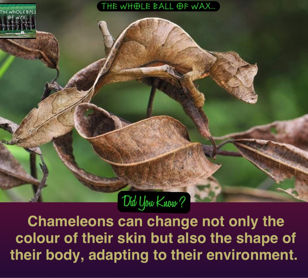 Double tap to edit Chameleons can change not only the colour of their skin but also the shape of their body, adapting to their environment.