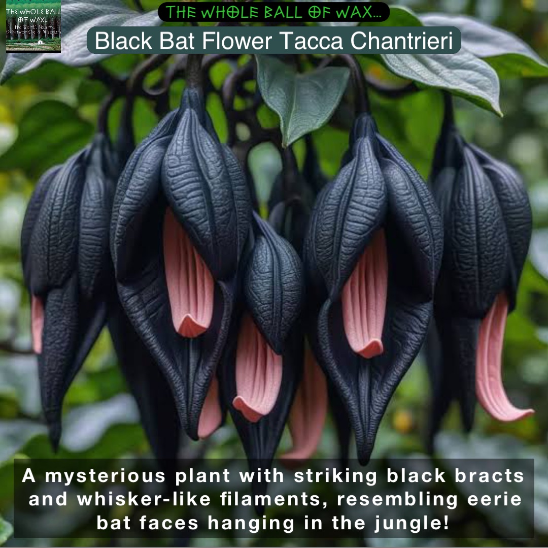 A mysterious plant with striking black bracts and whisker-like filaments, resembling eerie bat faces hanging in the jungle! Black Bat Flower Tacca Chantrieri