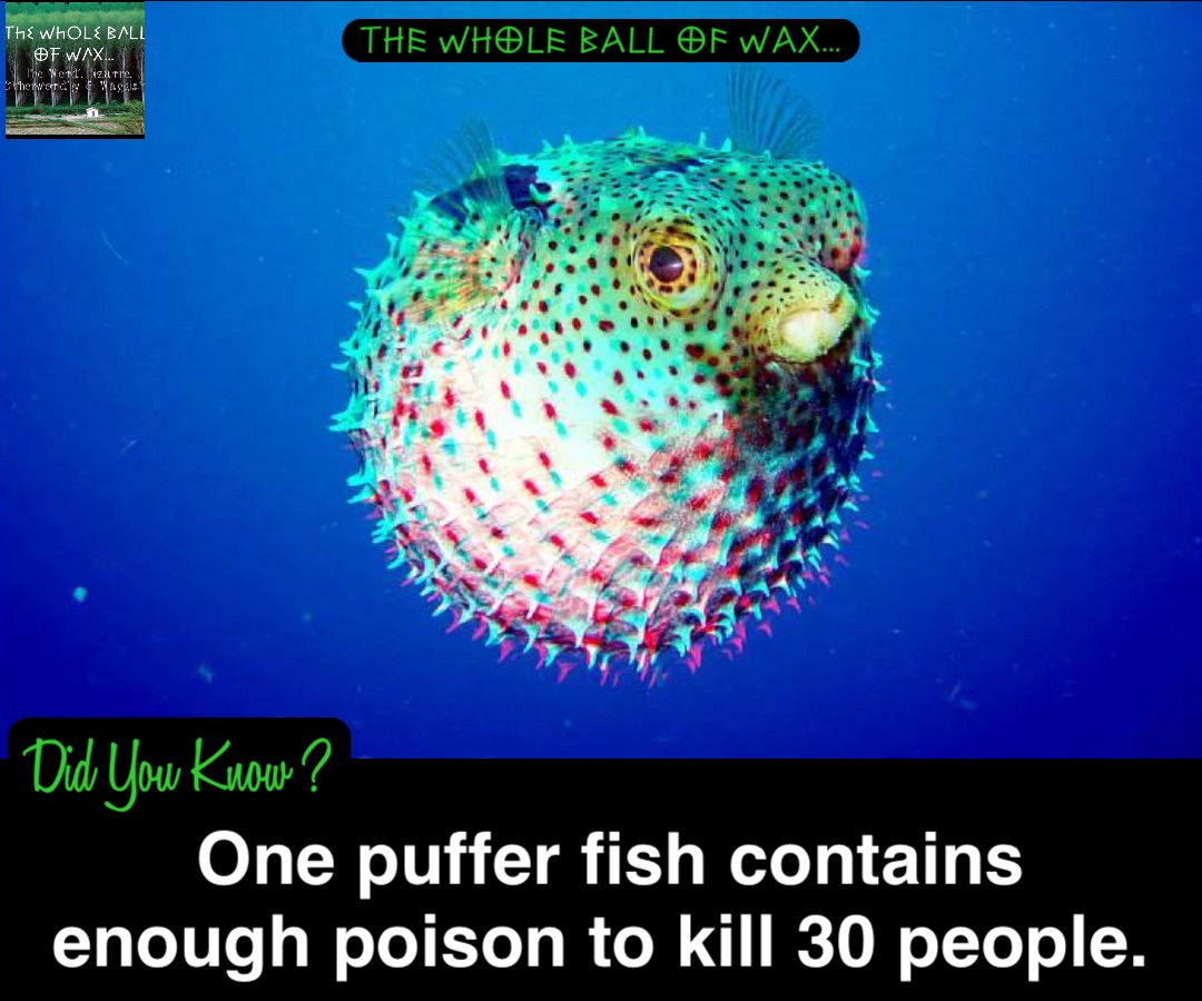 Double tap to edit One puffer fish contains enough poison to kill 30 people.