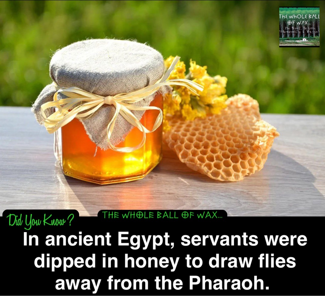 Double tap to edit In ancient Egypt, servants were dipped in honey to draw flies away from the Pharaoh.