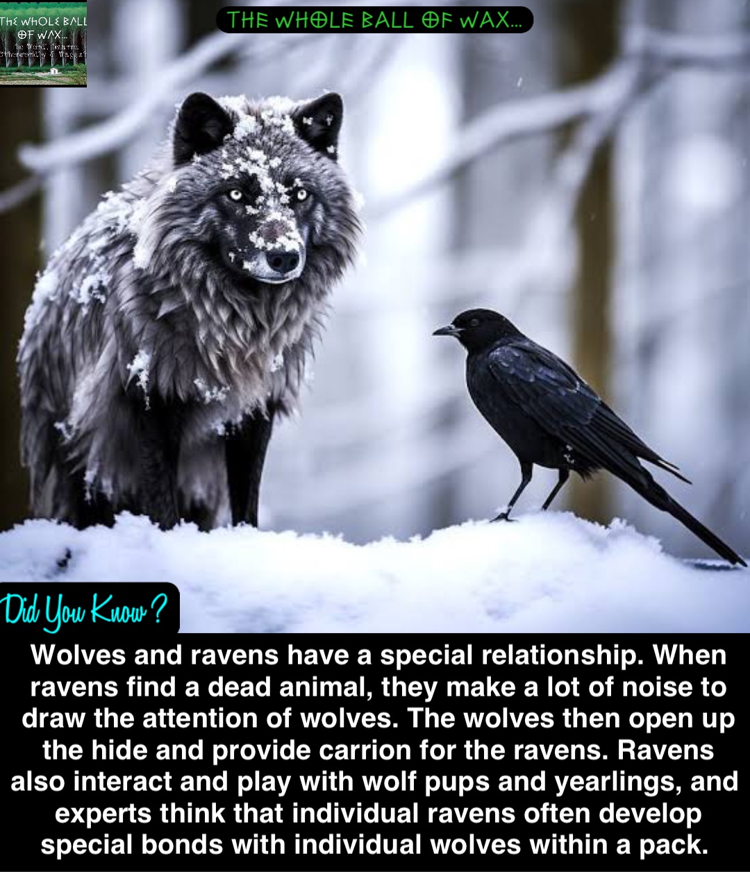 Wolves and ravens have a special relationship. When ravens find a dead animal, they make a lot of noise to draw the attention of wolves. The wolves then open up the hide and provide carrion for the ravens. Ravens also interact and play with wolf pups and yearlings, and experts think that individual ravens often develop special bonds with individual wolves within a pack.