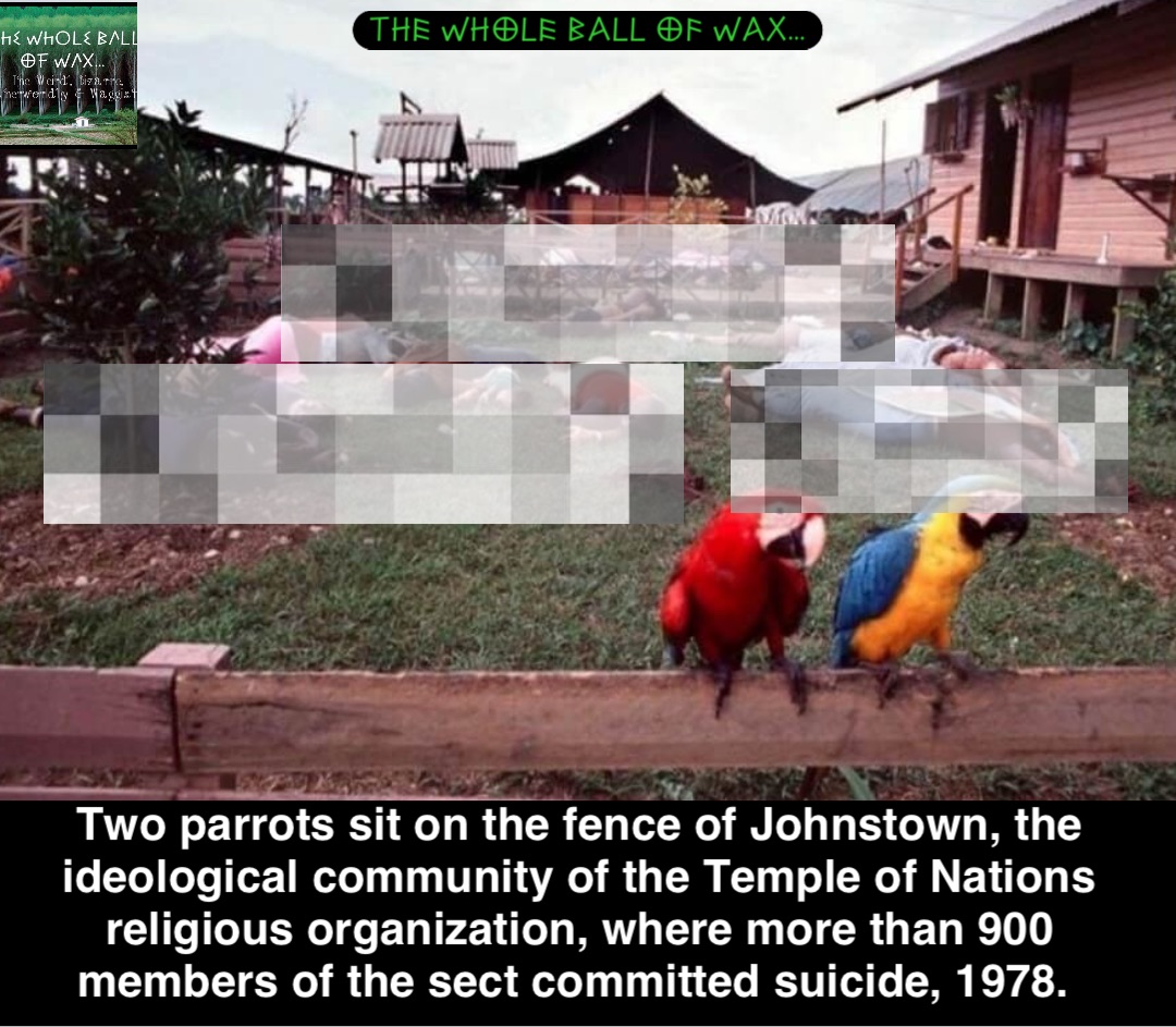 Two parrots sit on the fence of Johnstown, the ideological community of the Temple of Nations religious organization, where more than 900 members of the sect committed suicide, 1978.