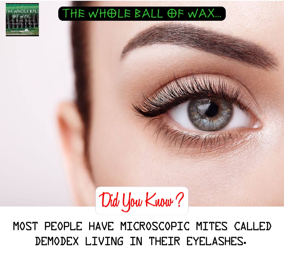 Double tap to edit Most people have microscopic mites called Demodex living in their eyelashes.