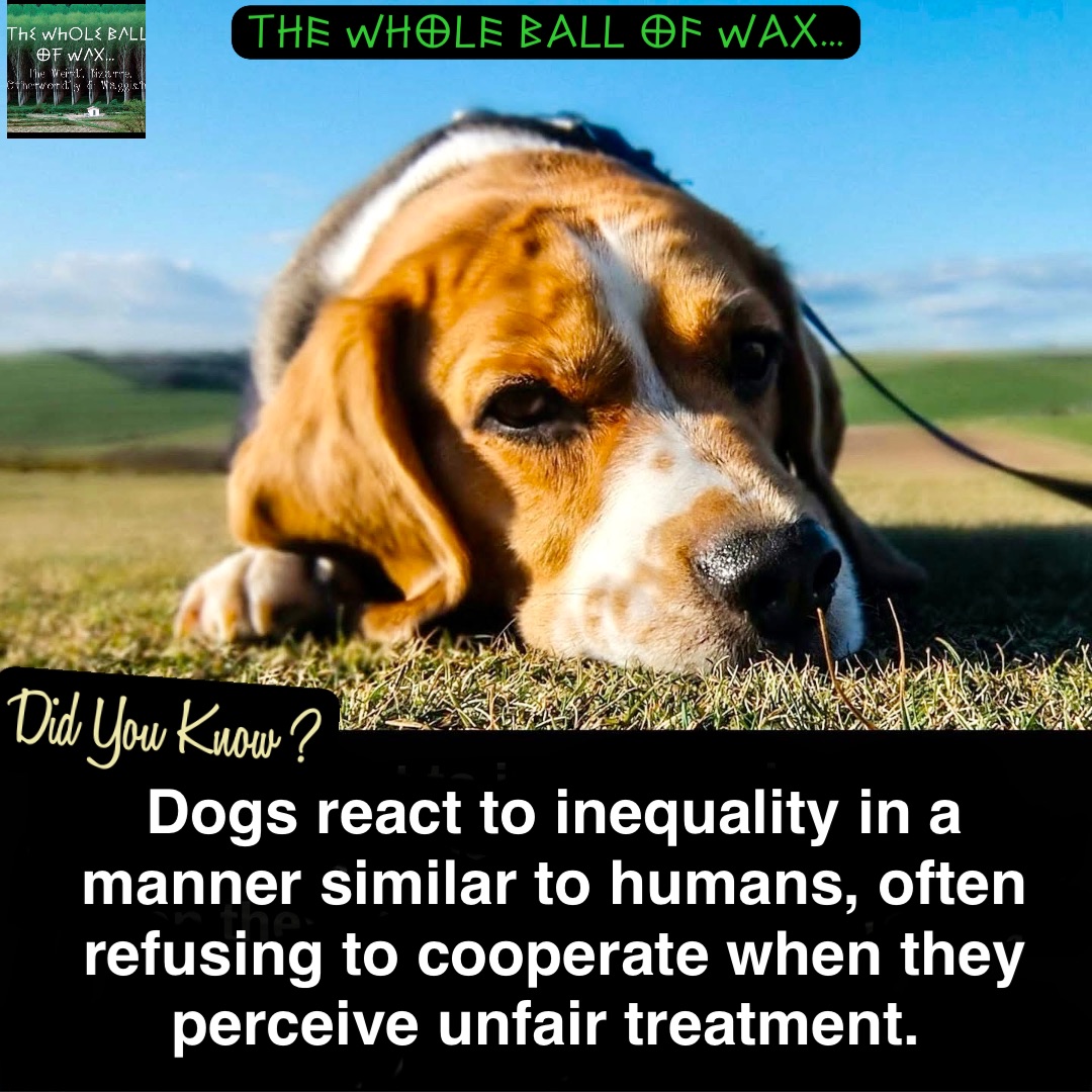 Dogs react to inequality in a manner similar to humans, often refusing to cooperate when they perceive unfair treatment.