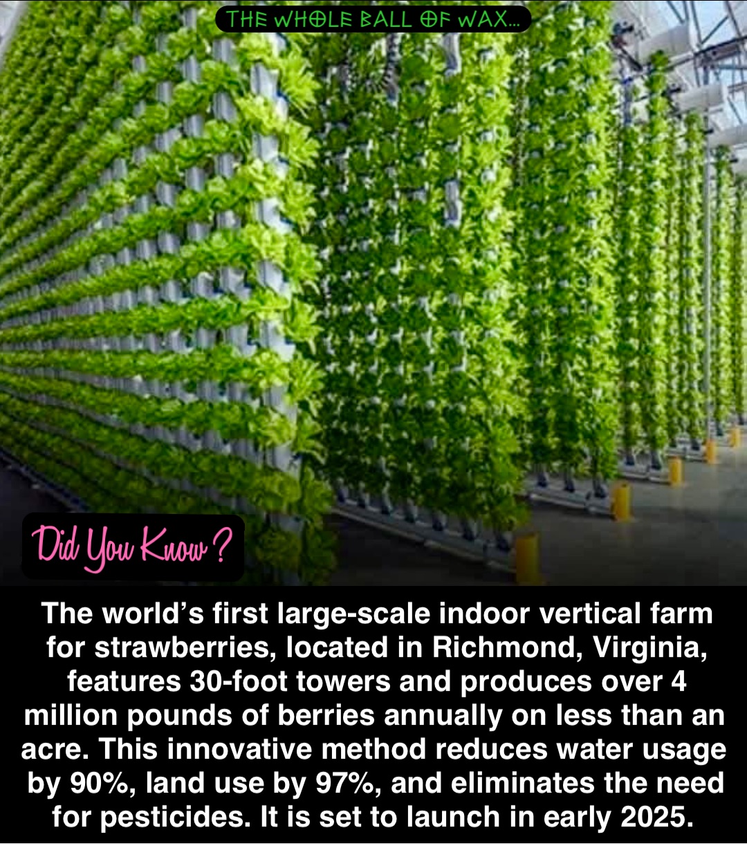 Double tap to edit The world’s first large-scale indoor vertical farm for strawberries, located in Richmond, Virginia, features 30-foot towers and produces over 4 million pounds of berries annually on less than an acre. This innovative method reduces water usage by 90%, land use by 97%, and eliminates the need for pesticides. It is set to launch in early 2025.