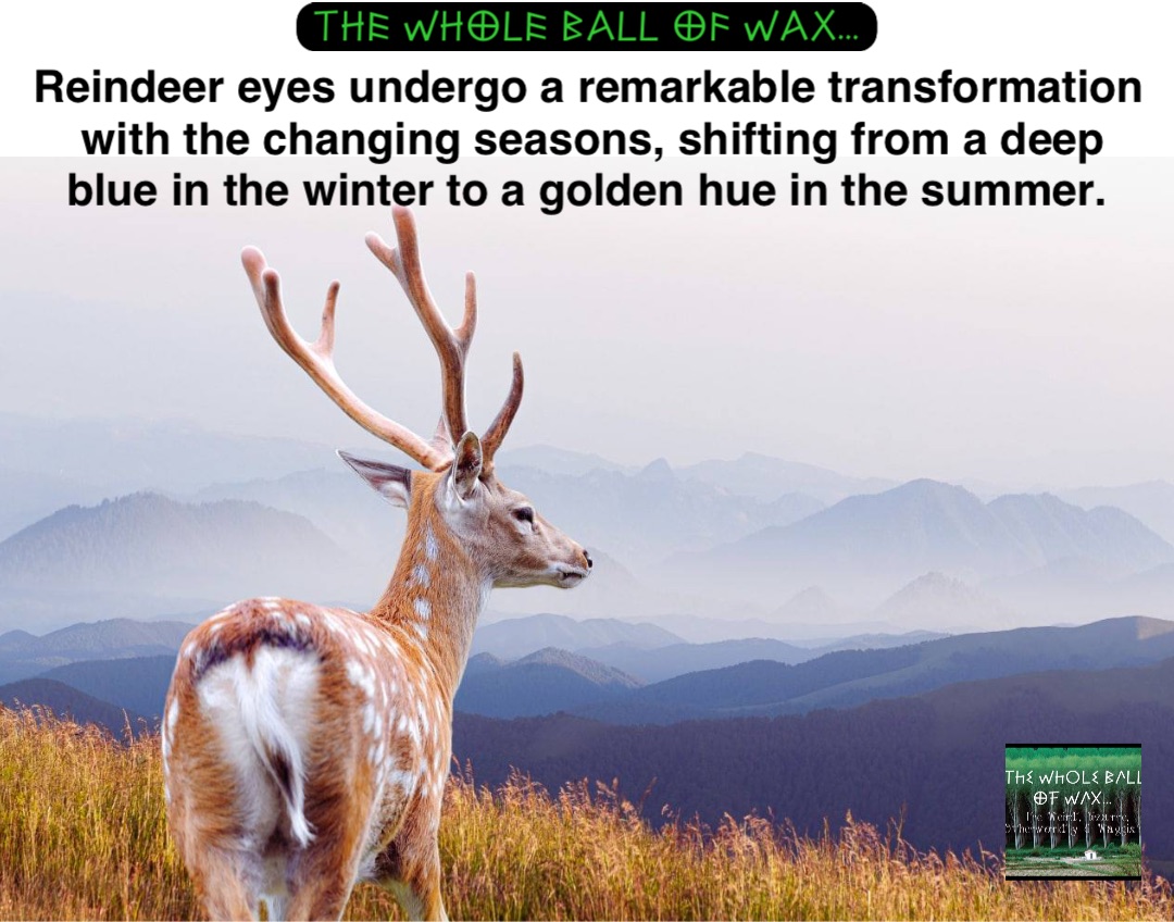 Double tap to edit Reindeer eyes undergo a remarkable transformation with the changing seasons, shifting from a deep blue in the winter to a golden hue in the summer.