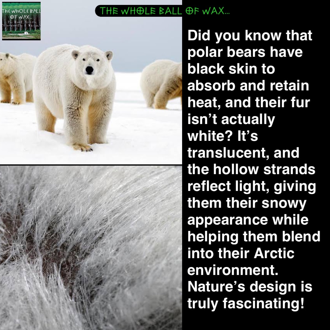 Did you know that polar bears have black skin to absorb and retain heat, and their fur isn’t actually white? It’s translucent, and the hollow strands reflect light, giving them their snowy appearance while helping them blend into their Arctic environment. Nature’s design is truly fascinating!