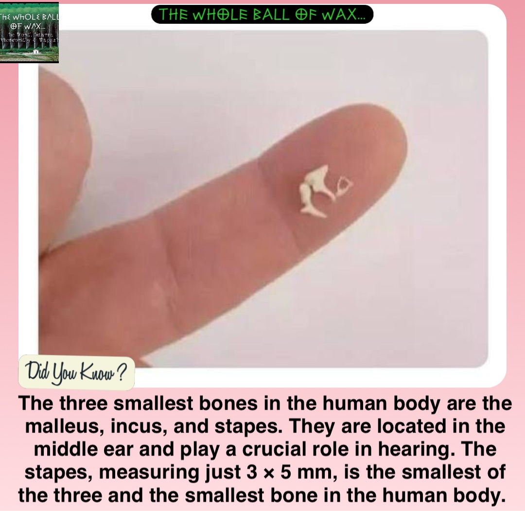 The three smallest bones in the human body are the malleus, incus, and stapes. They are located in the middle ear and play a crucial role in hearing. The stapes, measuring just 3 × 5 mm, is the smallest of the three and the smallest bone in the human body.