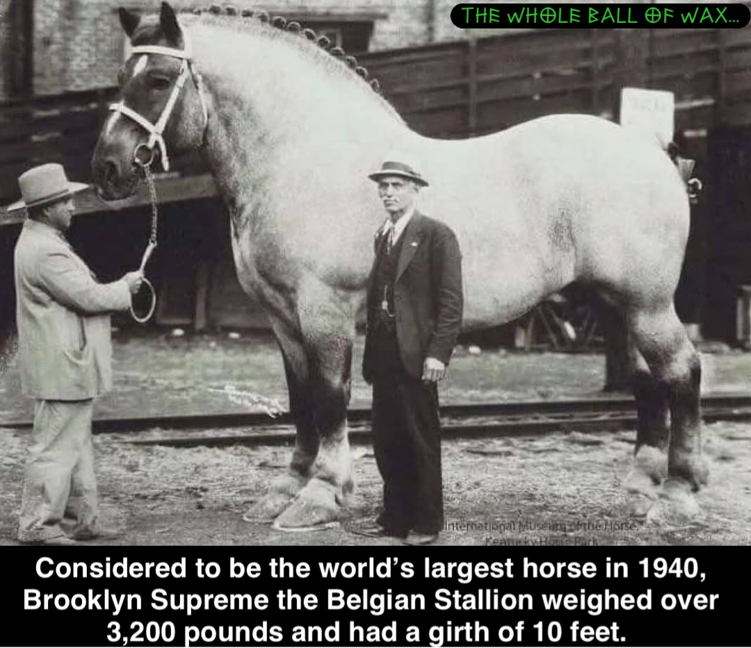 Double tap to edit Considered to be the world’s largest horse in 1940, Brooklyn Supreme the Belgian Stallion weighed over 3,200 pounds and had a girth of 10 feet.