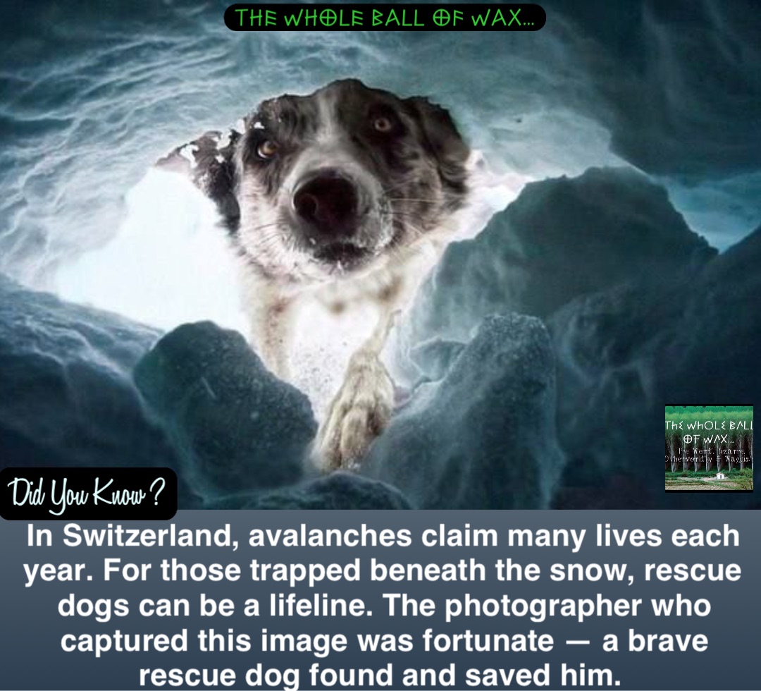 Double tap to edit In Switzerland, avalanches claim many lives each year. For those trapped beneath the snow, rescue dogs can be a lifeline. The photographer who captured this image was fortunate — a brave rescue dog found and saved him.