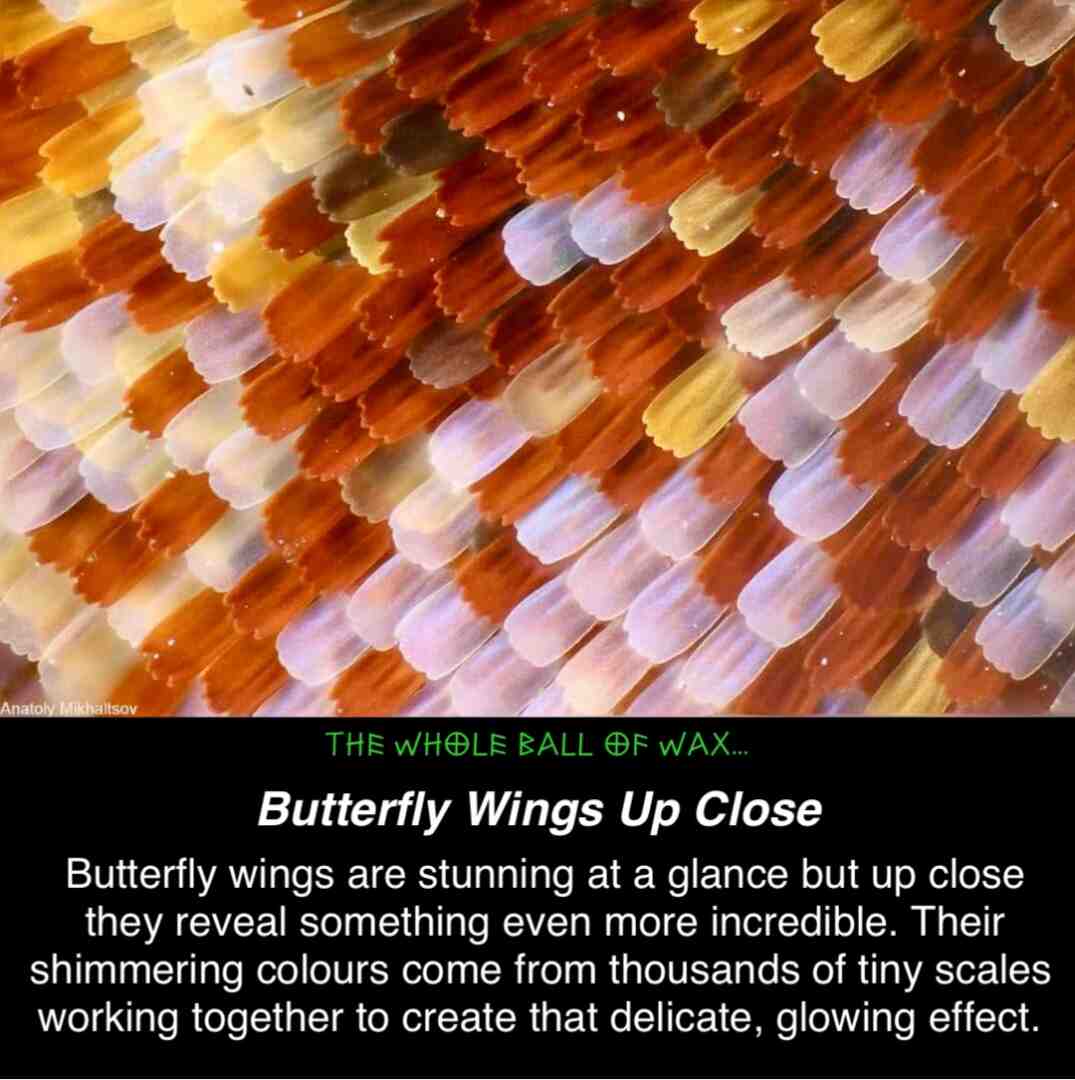 The Hidden Magic of Butterfly Wings \ud83e\udd8b
You never really get tired of seeing butterfly wings they are naturally stunning. But when you look closer, their beauty becomes something else entirely. The colours shimmer and shift with a delicate, almost unreal glow. What makes it even more incredible is that these wings are not smooth at all they are covered in thousands of tiny overlapping scales, each one helping to create those vibrant, reflective patterns. It is a quiet reminder that the most breathtaking beauty is often found in the smallest details.
#NatureBeauty #ButterflyMagic #HiddenDetails #Wonder