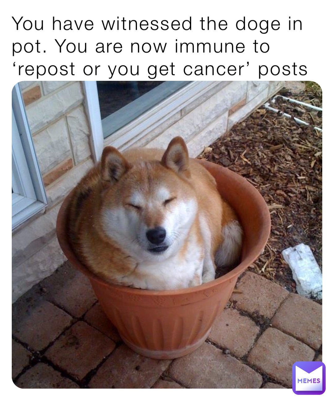 You have witnessed the doge in pot. You are now immune to ‘repost or you get cancer’ posts