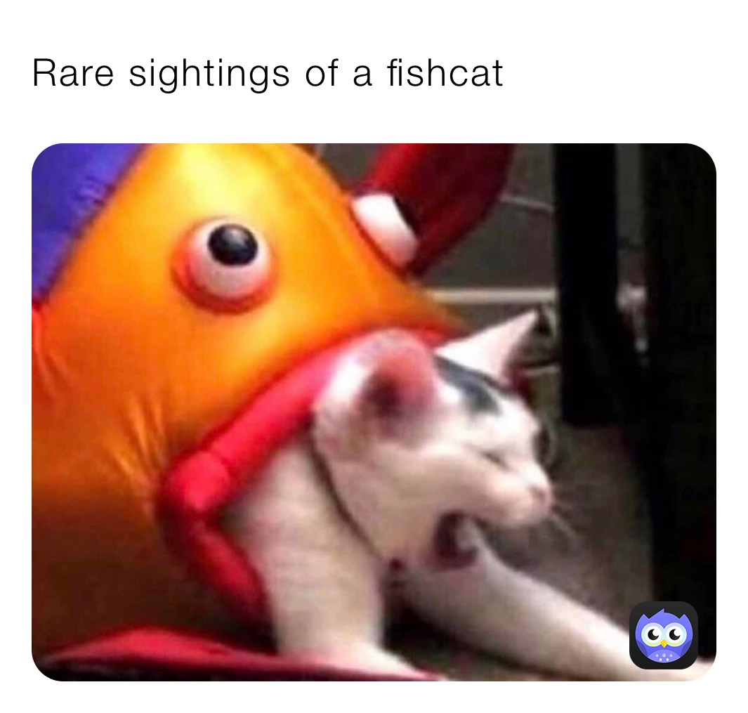 Rare sightings of a fishcat | @Chikken_Nugget | Memes