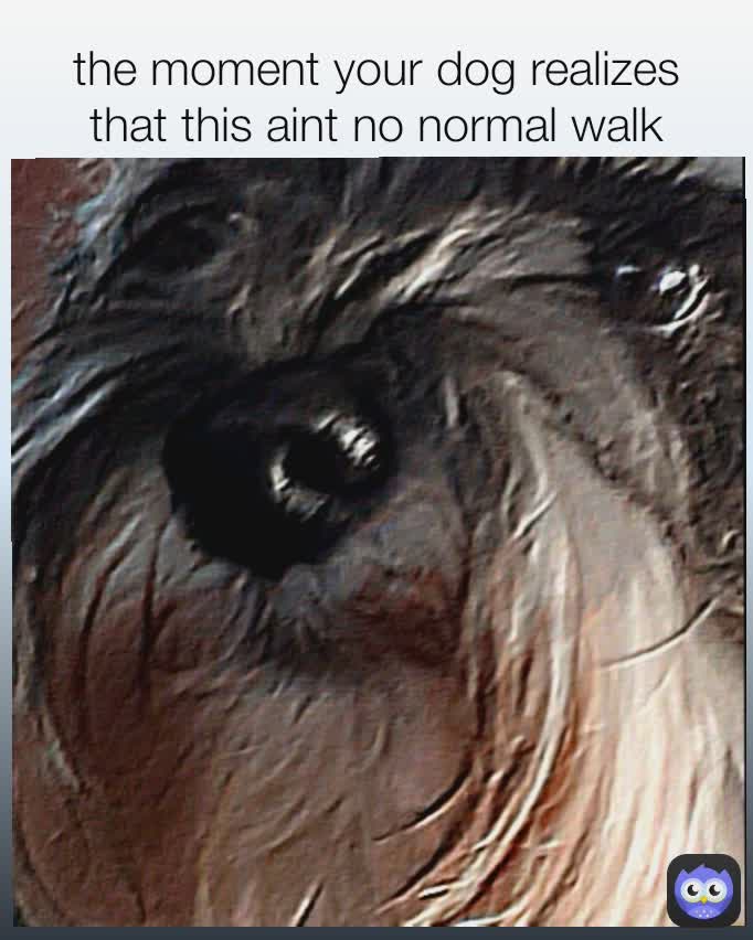 etjeuk19 the moment your dog realizes that this aint no normal walk