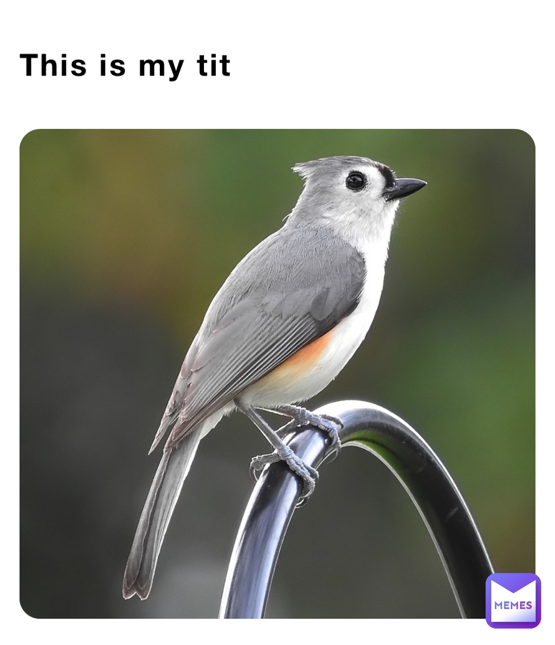 This is my tit