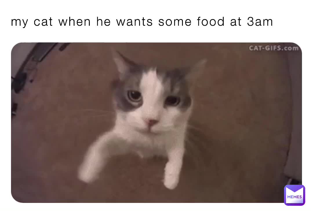 What Do Cats Do At 3Am at Michael Pearce blog