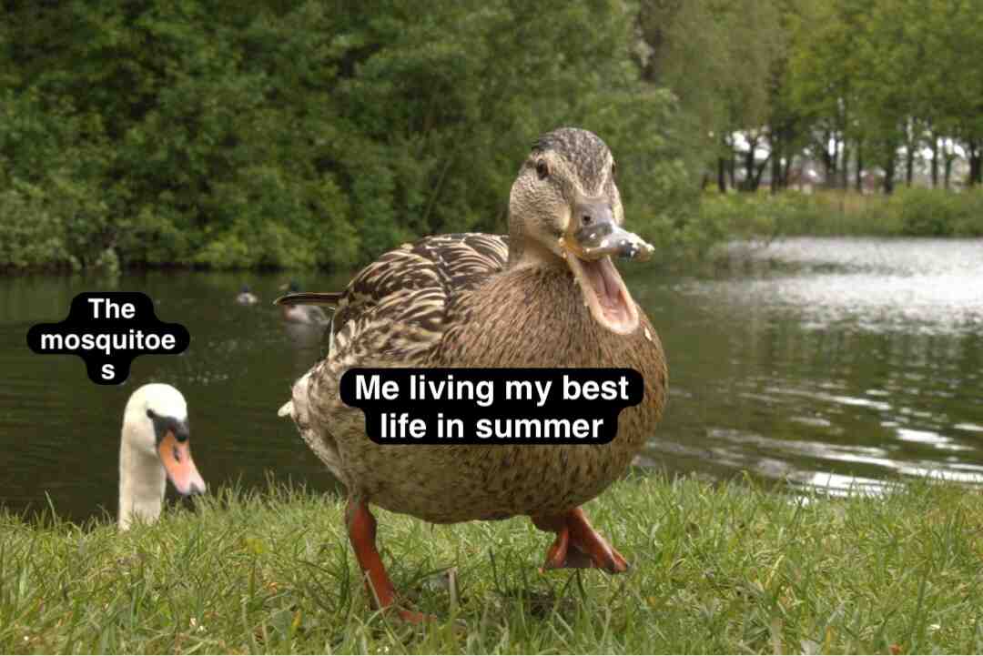 Meme preview