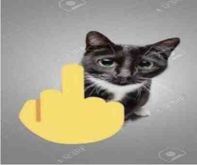 #catboy #randomcontent