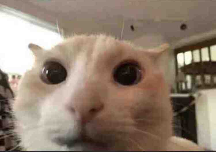 This is not my cat, but I may change this one to my pfp since I like cats #catboy #randomcontent