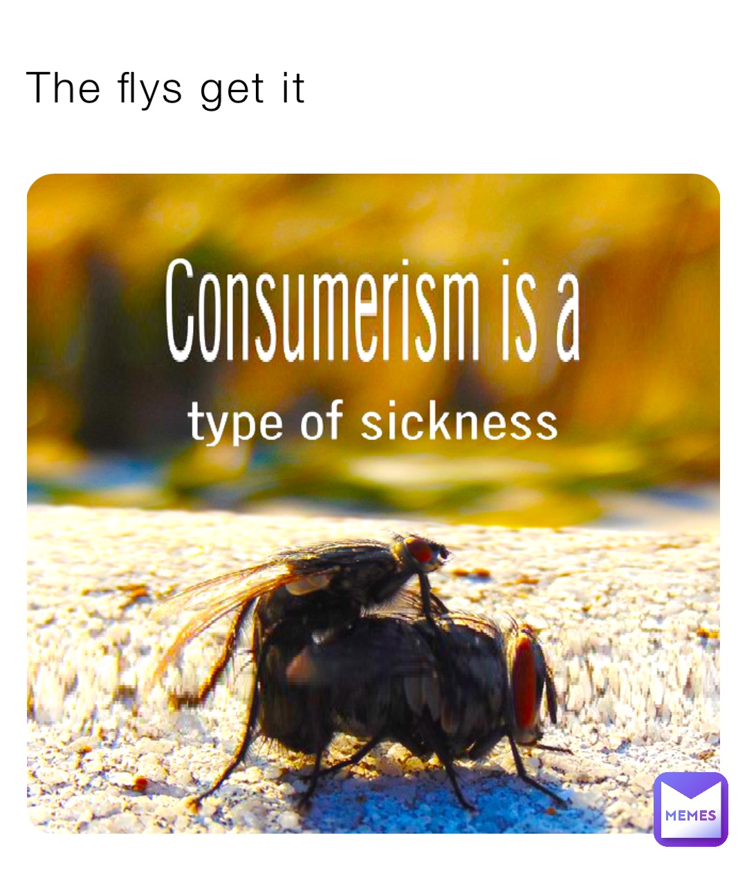 The flys get it